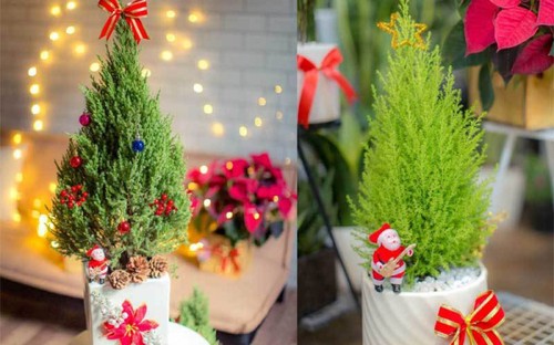 Hanoians keen to buy fresh pine trees as Christmas comes near - ảnh 10